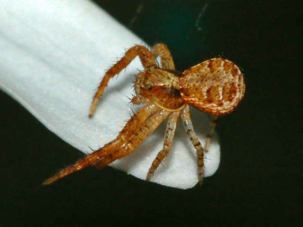 Xysticus sp.